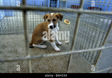 Cani abbandonati Ringo alla nazionale di difesa canini league Shoreham Sussex Gennaio 2002 Mirrorpix Foto Stock