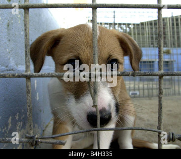 Cani abbandonati Ringo alla nazionale di difesa canini league Shoreham Sussex Gennaio 2002 Mirrorpix Foto Stock