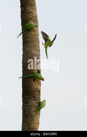 Psittacula krameri . Rose di inanellare parrocchetti / anello colli di cocorite su Palm tree trunk. Andhra Pradesh, India Foto Stock