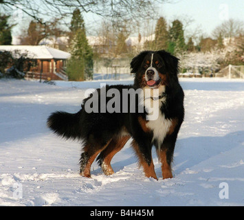 Bovaro del Bernese Sam gode il freddo snap durante il primo fine settimana di febbraio 2003 Oberland svizzeri sono cani di fattoria utilizzati per tirare bidoni per il latte al caseificio e corpo i cani nella ricerca di persone nella neve Foto Stock