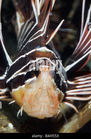 Leone Spotfin, Pterois antennata, Scorpenidae Foto Stock