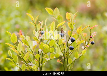 I mirtilli crescono su albero Foto Stock