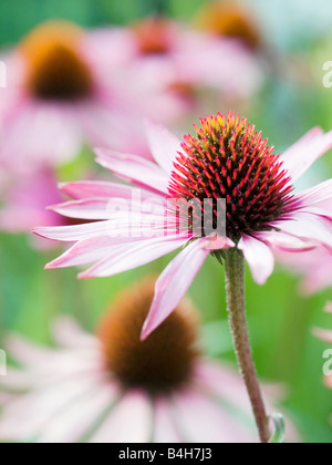 Close-up di Coneflower Foto Stock
