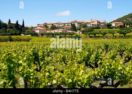 Grapevine in crescita in campo con il villaggio in background, Rousset-Les-Vignes, Vaucluse, Provence-Alpes-Côte d'Azur, in Francia Foto Stock