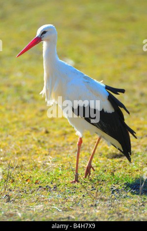 Close-up di cicogna bianca (Ciconia ciconia) nel campo Foto Stock