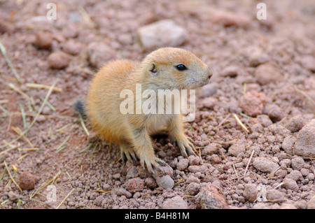 Close-up di nero-tailed Prairie Dog (Cynomys ludovicianus) Foto Stock