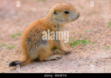 Close-up di nero-tailed Prairie Dog (Cynomys ludovicianus) Foto Stock