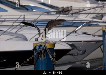 Seagull sul post in Portogallo Foto Stock