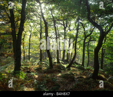 Alberi di quercia in autunno, Padley Gorge, il Parco Nazionale di Peak District, Derbyshire Foto Stock