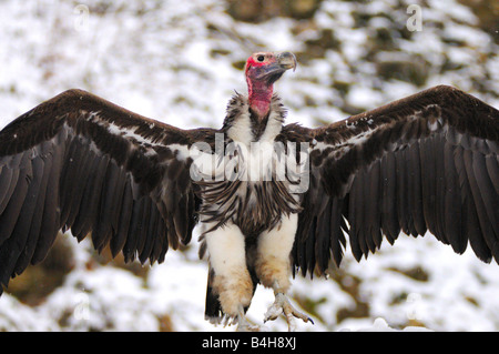 Close-up di falda di fronte-Vulture (Torgos tracheliotos) diffondere le sue ali Foto Stock