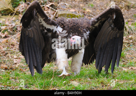Close-up di falda di fronte-Vulture (Torgos tracheliotos) diffondere le sue ali nel campo Foto Stock