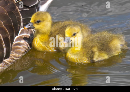 Close-up di Grey Goose (Anser anser) nuotare nel lago con la sua goslings Foto Stock