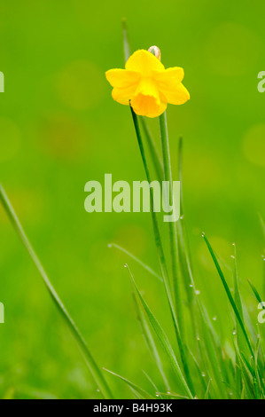 Close-up di daffodil fiore che sboccia nel campo Foto Stock