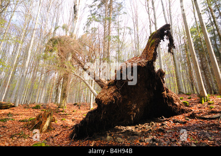 Disrooted Abete rosso (Picea abies) albero nella foresta Foto Stock