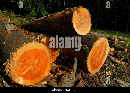 Norvegia abete rosso nello Shropshire, Regno Unito Foto Stock