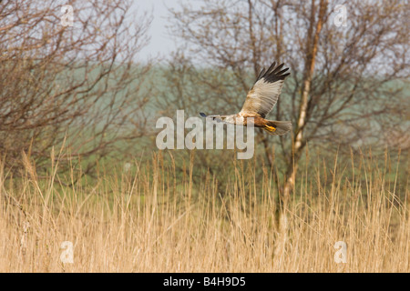 Western Marsh Harrier (Circus aeruginosus) in volo Foto Stock