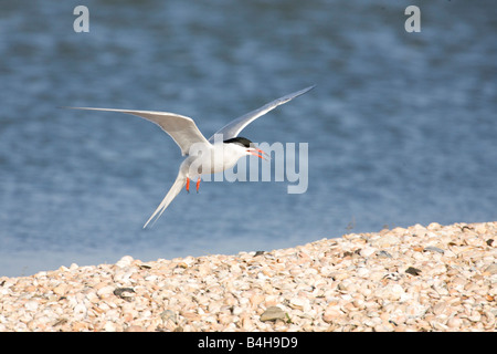 Tern comune (Sterna hirundo) in volo Foto Stock