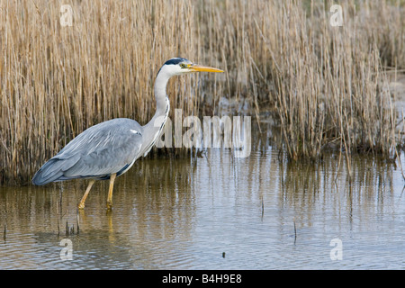 Close-up di airone cinerino (Ardea cinerea) passeggiate al lago Foto Stock