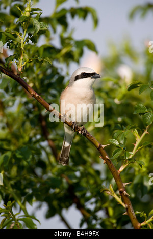 Close-up di Red-backed Shrike (Lanius collurio) appollaiate sul ramo Foto Stock