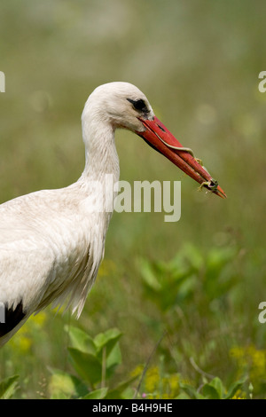 Close-up di cicogna bianca (Ciconia ciconia) con la preda nel becco, Ungheria Foto Stock