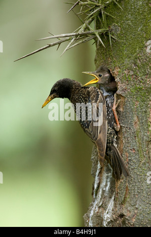 Close-up di unione Starling (Sturnus vulgaris) alimentazione i più piccoli sul foro albero Foto Stock