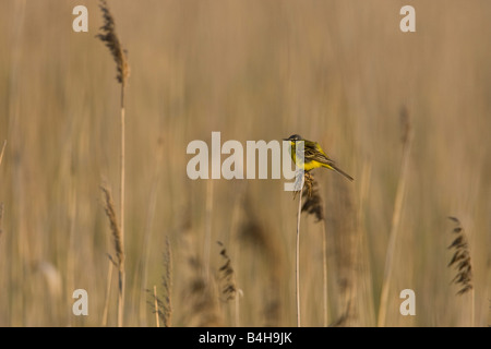 Wagtail giallo (Motacilla flava) appollaiate su reed Foto Stock