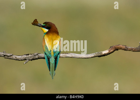 Close-up di unione Gruccione (Merops apiaster) appollaiate sul ramo con la preda nel becco, Ungheria Foto Stock