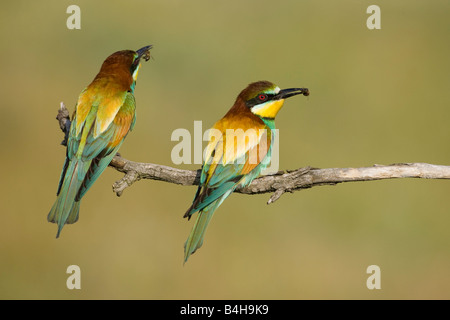Close-up di due comunità i gruccioni (Merops apiaster) appollaiate sul ramo con la preda nel becco, Ungheria Foto Stock