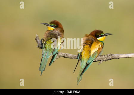 Close-up di due comunità i gruccioni (Merops apiaster) appollaiate sul ramo, Ungheria Foto Stock
