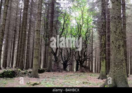 Dolci alberi di castagno in lotta per la vita in un Sitka Spruce plantation, Shropshire Foto Stock