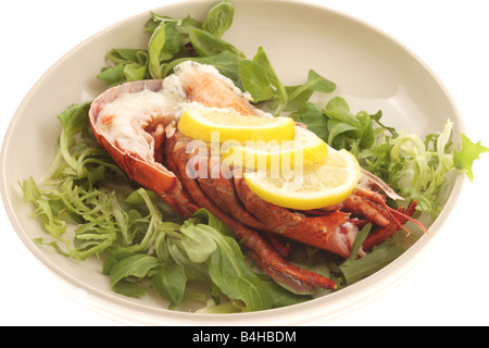 Fresco di lusso delizioso vestito canadese aragosta, preparato e cotto nel suo guscio, pronto a mangiare, isolata contro uno sfondo bianco Foto Stock