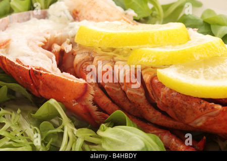 Fresco di lusso delizioso vestito canadese aragosta, preparato e cotto nel suo guscio, pronto a mangiare, isolata contro uno sfondo bianco Foto Stock