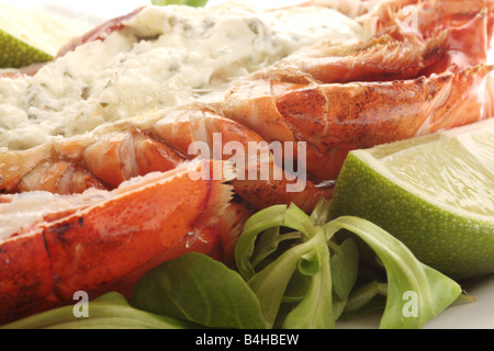 Fresco di lusso delizioso vestito canadese aragosta, preparato e cotto nel suo guscio, pronto a mangiare, isolata contro uno sfondo bianco Foto Stock