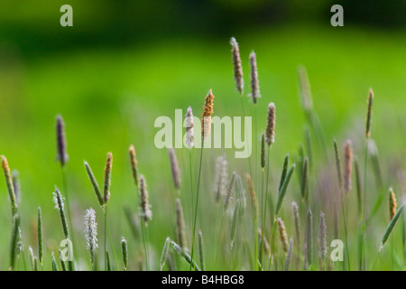 Close-up di lame di erba Foto Stock