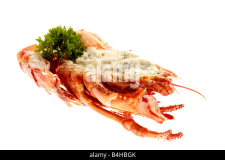 Fresco di lusso delizioso vestito canadese aragosta, preparato e cotto nel suo guscio, pronto a mangiare, isolata contro uno sfondo bianco Foto Stock