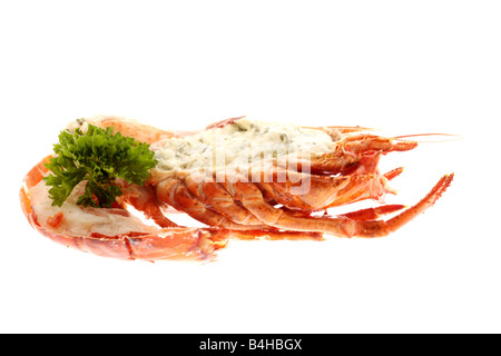 Fresco di lusso delizioso vestito canadese aragosta, preparato e cotto nel suo guscio, pronto a mangiare, isolata contro uno sfondo bianco Foto Stock