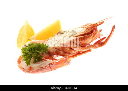 Fresco di lusso delizioso vestito canadese aragosta, preparato e cotto nel suo guscio, pronto a mangiare, isolata contro uno sfondo bianco Foto Stock