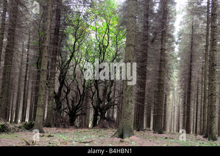 Dolci alberi di castagno in lotta per la vita in un Sitka Spruce legno, Shropshire Foto Stock