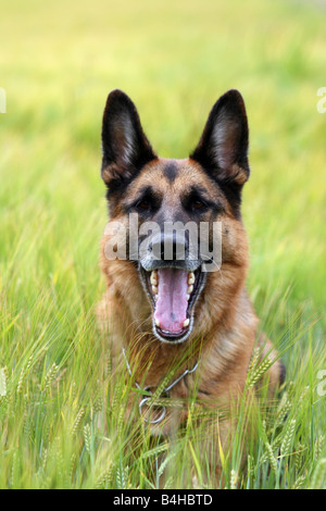 Close-up di pastore tedesco in cornfield Foto Stock