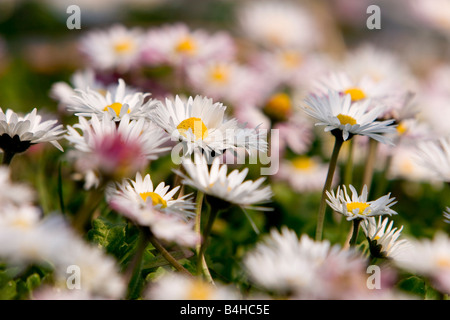Daisy (Bellis perennis) fiori che sbocciano nel campo Foto Stock