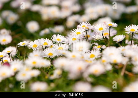 Daisy (Bellis perennis) fiori che sbocciano nel campo Foto Stock
