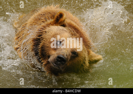 Angolo di alta vista di orso grizzly (Ursus arctos horribilis) in acqua Foto Stock