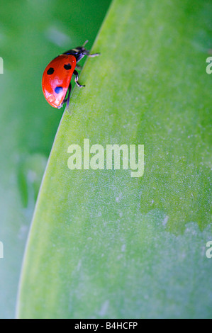 Close-up di sette Spot Ladybird (Coccinella septempunctata) sulla lamina Foto Stock