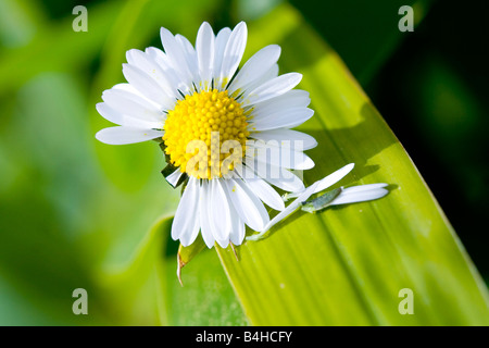Close-up di Daisy bianca (Bellis perennis) Foto Stock