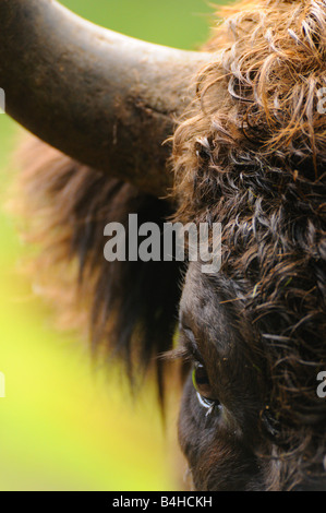 Close-up di bisonte europeo (Bison bonasus), Foresta Bavarese, Baviera, Germania Foto Stock