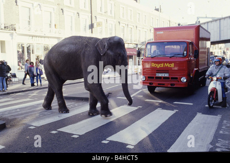 Gerry Cottle s Circus al Camden Lock a Londra Rani l'elefante indiano attraversando la strada in dicembre 1985 zebra attraversamento del traffico insolito Foto Stock