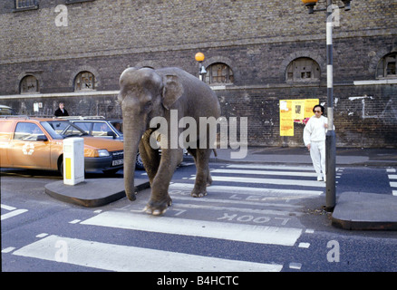 Gerry Cottle s Circus al Camden Lock a Londra Rani l'elefante indiano attraversando la strada in Dicembre 1985 Foto Stock