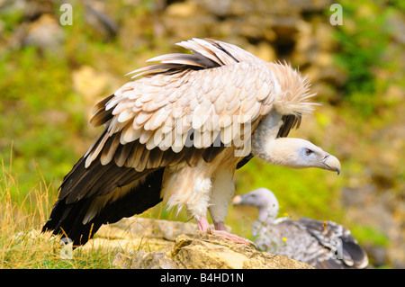 Grifone (Gyps fulvus) appollaiate su rock Foto Stock