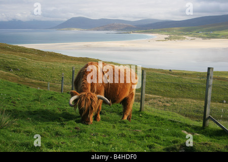 Un altopiano di mucca sulla punta di testa, Harris, Ebridi Esterne, Scozia, con Traigh Scarista dietro Foto Stock