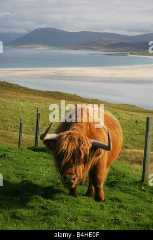 Un altopiano di mucca sulla punta di testa, Harris, Ebridi Esterne, Scozia, con Traigh Scarista dietro Foto Stock